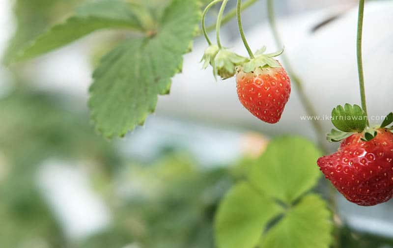 Wisata Petik Strawberry Bandar Lampung