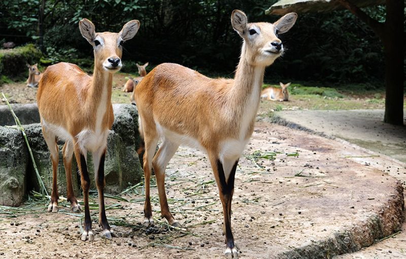 Liburan Di Taman Safari Indonesia Cisarua Bogor Ikurniawan