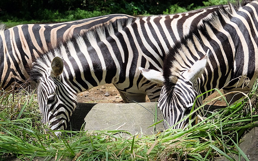 Zebra Di Taman Safari Ikurniawan