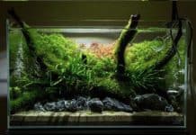 Aquarium aquascape untuk kamar tidur kos