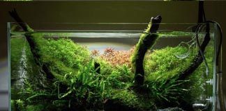 Aquarium aquascape untuk kamar tidur kos