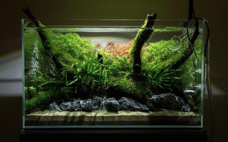 Aquarium Aquascape untuk kamar tidur kos