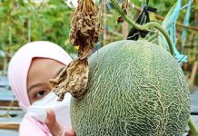 panen melon di agrowisata unila bandar lampung