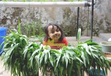 Panen Kebun Hidroponik di Rumah